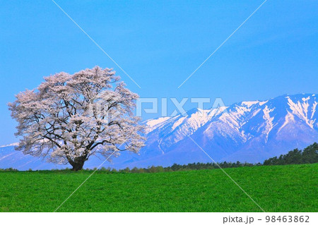 小岩井牧場の一本桜 小岩井牧場の一本桜 98463862