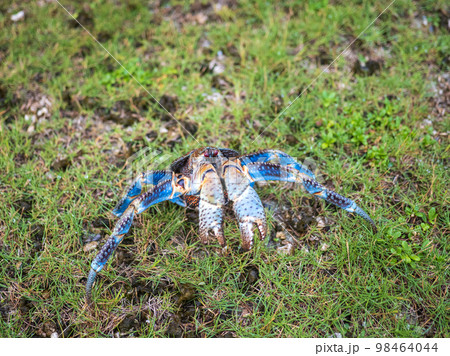 ヤシガニ 98464044