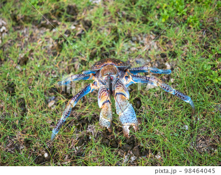 ヤシガニ ヤシガニ 98464045