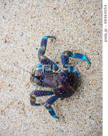 ヤシガニ 98464054