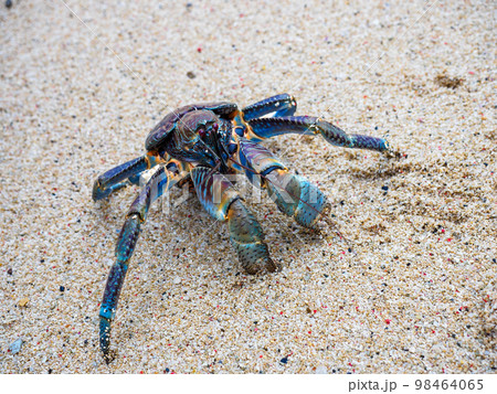 ヤシガニ 98464065