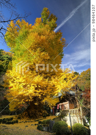 埼玉県東松山市岩殿　岩殿観音巌殿山正法寺観音堂前の黄葉した大イチョウと境内を埋める黄色い落ち葉 98464107