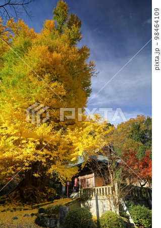 埼玉県東松山市岩殿 岩殿観音巌殿山正法寺観音堂前の黄葉した大イチョウと境内を埋める黄色い落ち葉 埼玉県東松山市岩殿 岩殿観音巌殿山正法寺観音堂前の黄葉した大イチョウと境内を埋める黄色い落ち葉 98464109