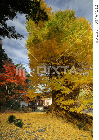 埼玉県東松山市岩殿　岩殿観音巌殿山正法寺観音堂前の黄葉した大イチョウと境内を埋める黄色い落ち葉 98464112