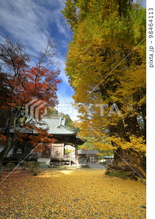 埼玉県東松山市岩殿 岩殿観音巌殿山正法寺観音堂前の黄葉した大イチョウと境内を埋める黄色い落ち葉 埼玉県東松山市岩殿 岩殿観音巌殿山正法寺観音堂前の黄葉した大イチョウと境内を埋める黄色い落ち葉 98464113