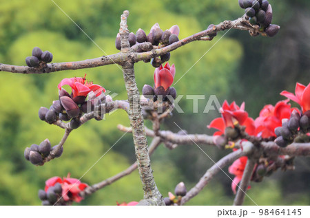 a Blossoms of the Red Silk Cotton Tree, nature concept a Blossoms of the Red Silk Cotton Tree, nature concept 98464145