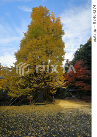 埼玉県東松山市岩殿　岩殿観音巌殿山正法寺観音堂前の逆光の黄葉した大イチョウと境内を埋める黄色い落ち葉 98464274