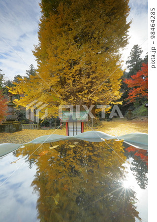 埼玉県東松山市岩殿　岩殿観音巌殿山正法寺観音堂前の逆光の黄葉した大イチョウと手水鉢の逆さ紅葉 98464285
