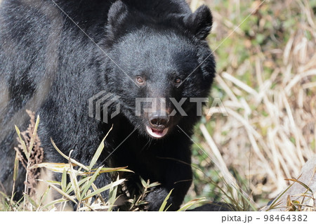 ツキノワグマ 98464382