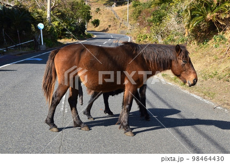 都井岬の御崎馬　宮崎 98464430