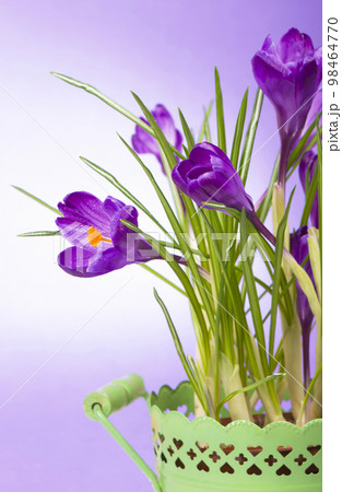 crocuses . yellow tulips. bright spring flowers on wooden background 98464770