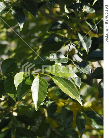 庭木のシマトネリコの葉 庭木のシマトネリコの葉 98465193