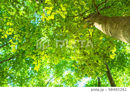 新緑・エコイメージ 新緑・エコイメージ 98465261