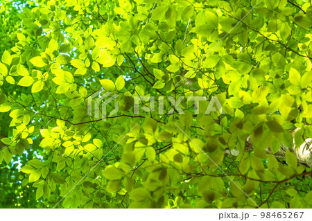 新緑・エコイメージ 新緑・エコイメージ 98465267