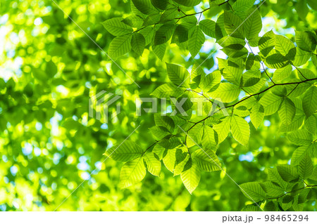 新緑・エコイメージ 98465294