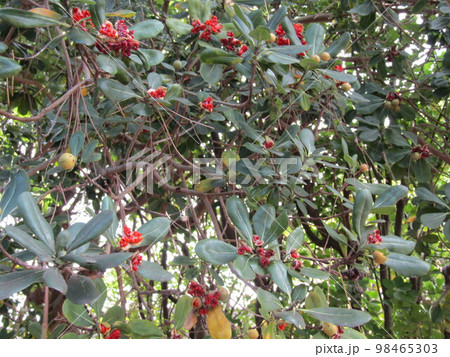 実が裂けて赤い粘液が付いた種が顔を出したトベラの実 98465303