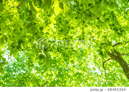 新緑・エコイメージ 98465304