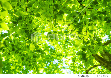 新緑・エコイメージ 98465305