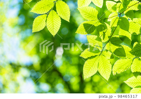 新緑・エコイメージ 新緑・エコイメージ 98465317