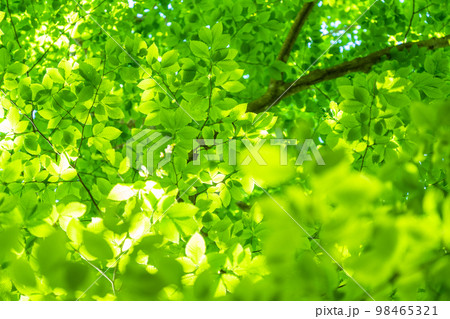 新緑・エコイメージ 98465321