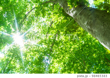 新緑・エコイメージ 98465383