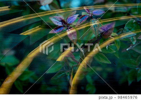 公園の螺旋状の階段にライトが点灯し綺麗な植物の緑色が美しい多重露光写真 公園の螺旋状の階段にライトが点灯し綺麗な植物の緑色が美しい多重露光写真 98465976