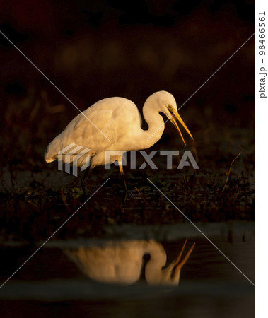 fine art portrait of great egret or ardea alba in isolated black background and reflection in water at keoladeo national park or bird sanctuary bharatpur rajasthan india asia fine art portrait of great egret or ardea alba in isolated black background and reflection in water at keoladeo national park or bird sanctuary bharatpur rajasthan india asia 98466561