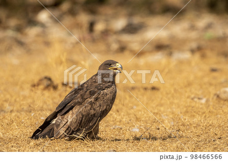 Steppe eagle or Aquila nipalensis with wingspan in golden hour light during winter migration at desert national park jaisalmer rajasthan india asia 98466566