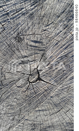 A close-up of a saw cut of a large stump 98466640