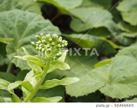 ふきのとう 98466669