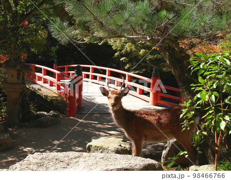 宮島 98466766