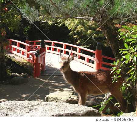 宮島 98466767