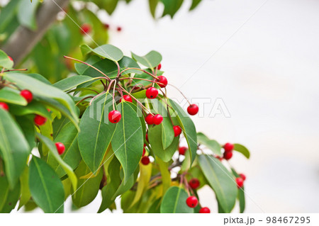 赤いソヨゴの実（冬、一月） 98467295