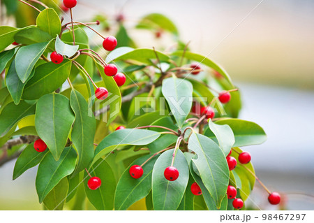 赤いソヨゴの実（冬、一月） 98467297