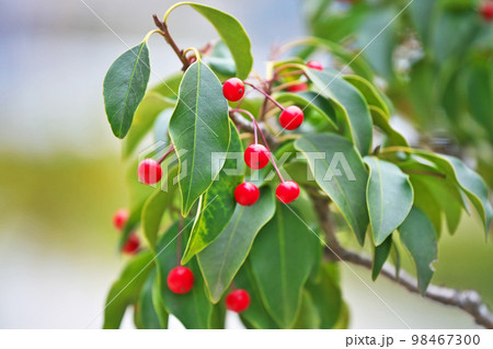 赤いソヨゴの実（冬、一月） 98467300