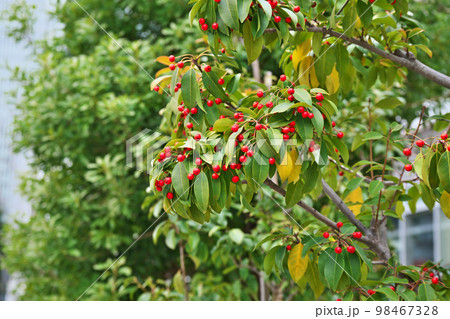 赤いソヨゴの実（冬、一月） 98467328