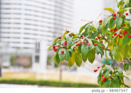 赤いソヨゴの実（冬、一月） 98467347