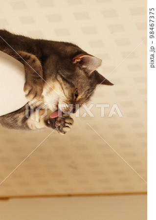 手で隠してアッカンベーする猫アメリカンショートヘアブルータビー 手で隠してアッカンベーする猫アメリカンショートヘアブルータビー 98467375