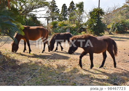 都井岬の御崎馬　宮崎 98467723
