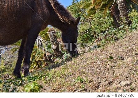 都井岬の御崎馬 宮崎 都井岬の御崎馬 宮崎 98467736