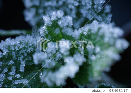 霜に覆われた草 霜に覆われた草 98468117