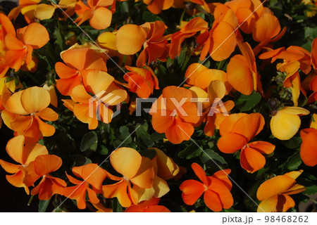 ビオラの花 98468262
