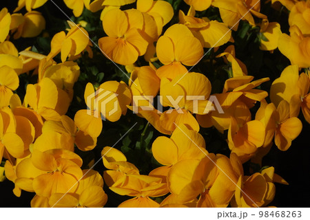 ビオラの花 ビオラの花 98468263
