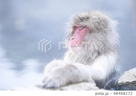 温泉に浸かるニホンザル 98468272