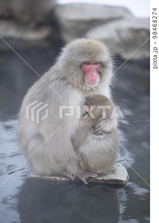 温泉に浸かるニホンザル 98468274