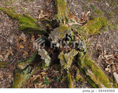 朽ちた切り株 98468966