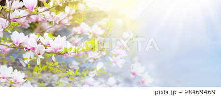 Blooming magnolia tree. Spring flowers. 98469469