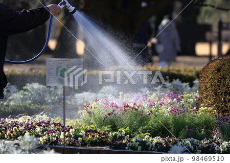 花壇への水やり　散水 98469510