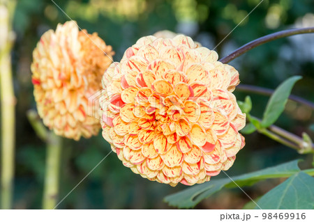 花 フラワー お花 98469916