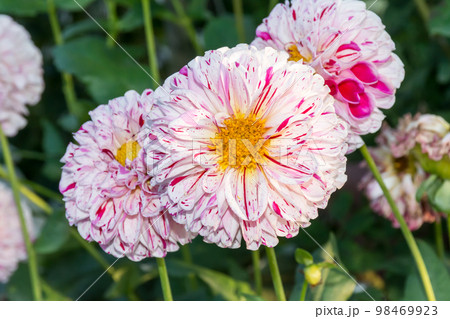 花 フラワー お花 98469923